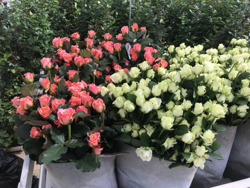 Срезка и хранение роз