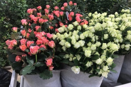 пвх сетки для хранения роз