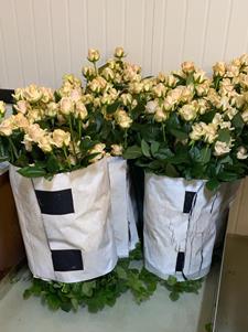 пвх сетка для хранения роз