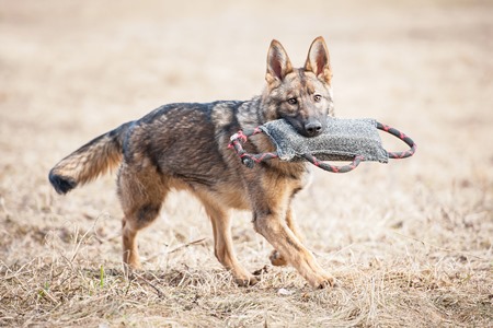 ткани К9 для кинологов.jpg