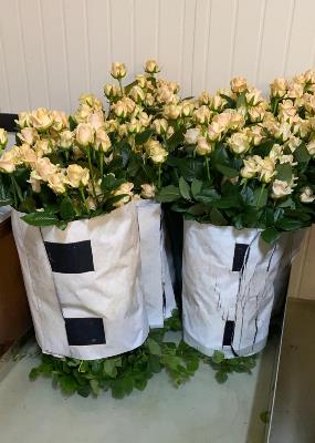 полимерные сетки для роз