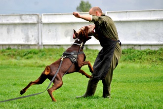 Ткани повышенной прочности защита от собак 330х220.jpg