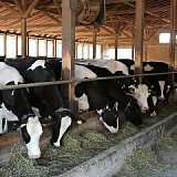 пвх сетка для систем вентиляции коровников